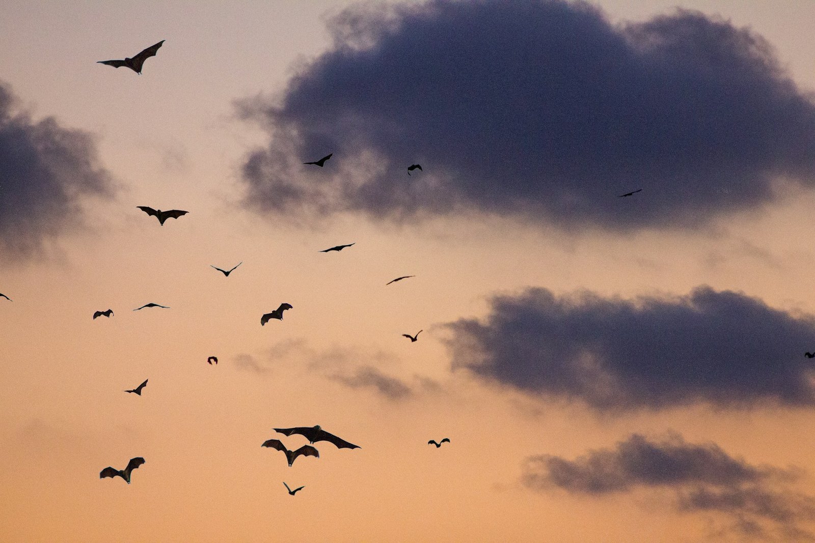 clement-falize-NljTy5Y15JM-unsplash clement-falize-NljTy5Y15JM-unsplash