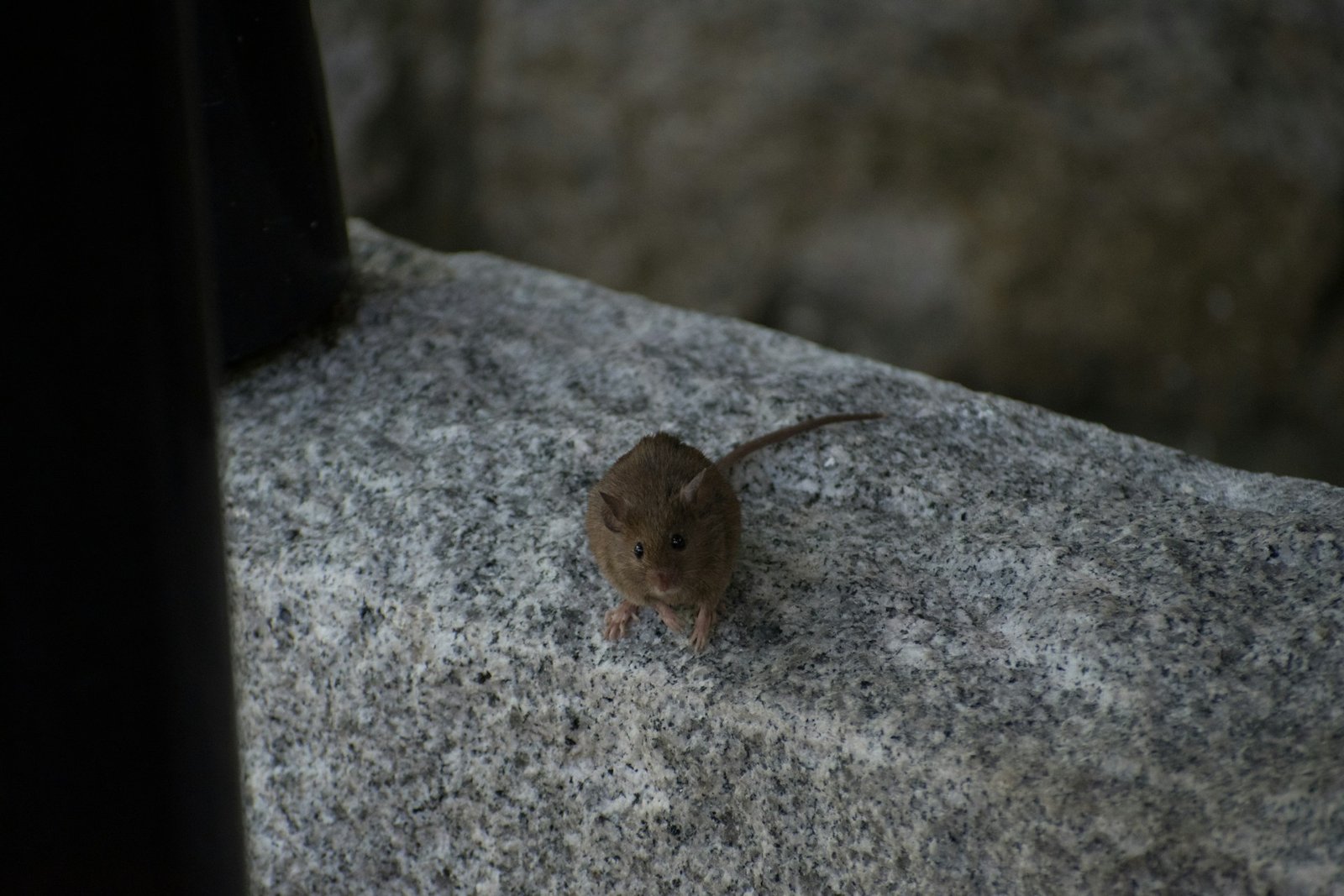 eric-stoynov-TASHmQi4nHk-unsplash eric-stoynov-TASHmQi4nHk-unsplash